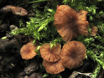 Laccaria pumila