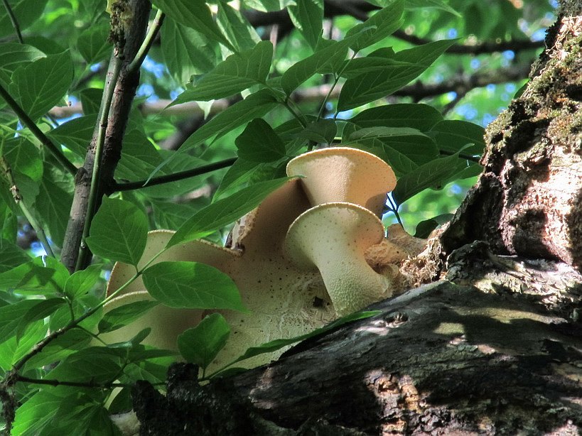 Polyporus