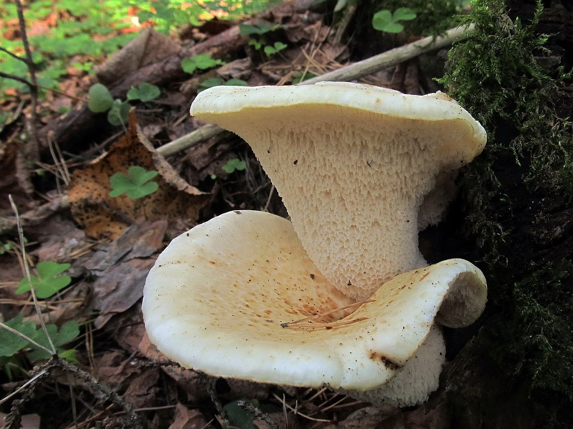 Polyporus tuberaster