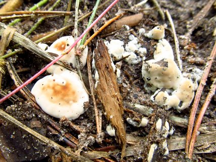 Rhizina undulata