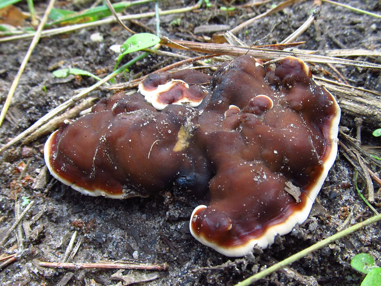 Rhizina undulata