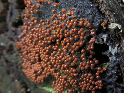Trichia decipiens