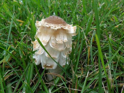 Coprinus comatus