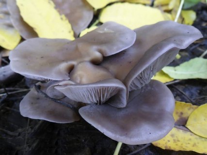 Lepista sordida
