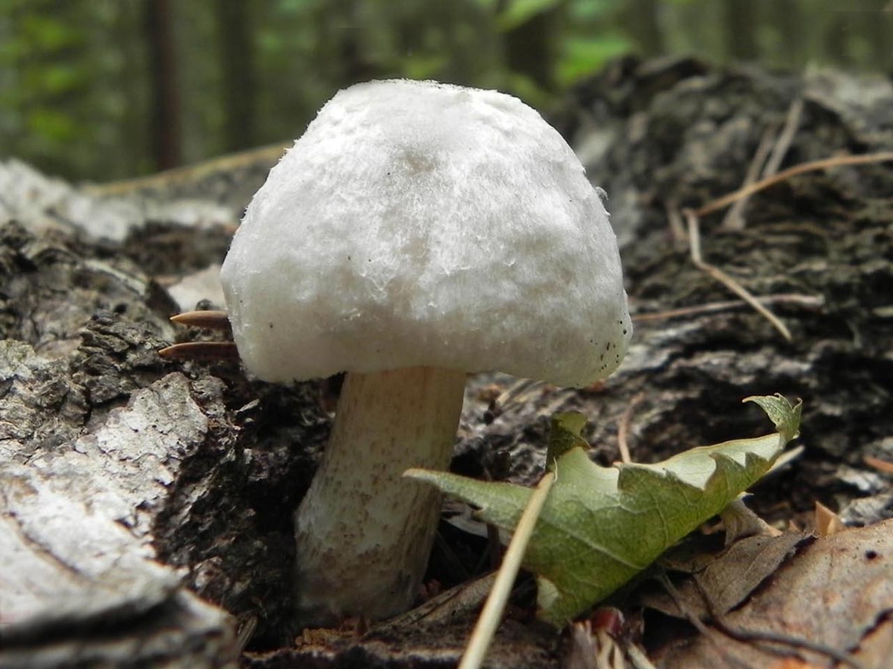 Volvariella bombycina