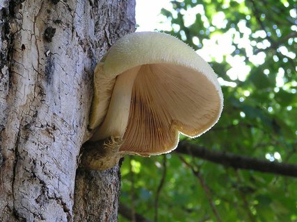 Volvariella bombycina