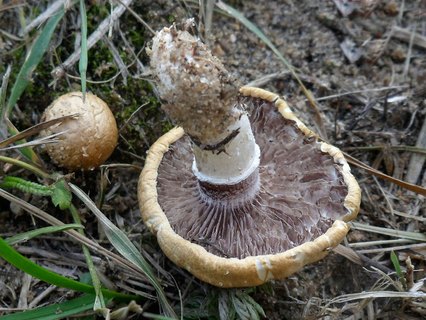 Agrocybe dura