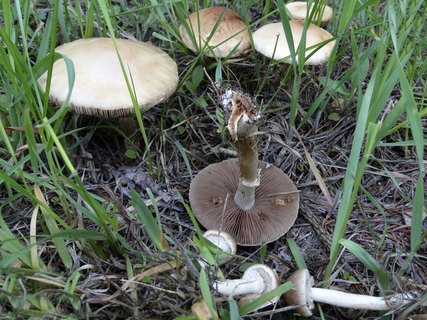 Agrocybe praecox