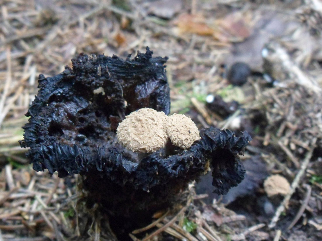 Asterophora lycoperdoides