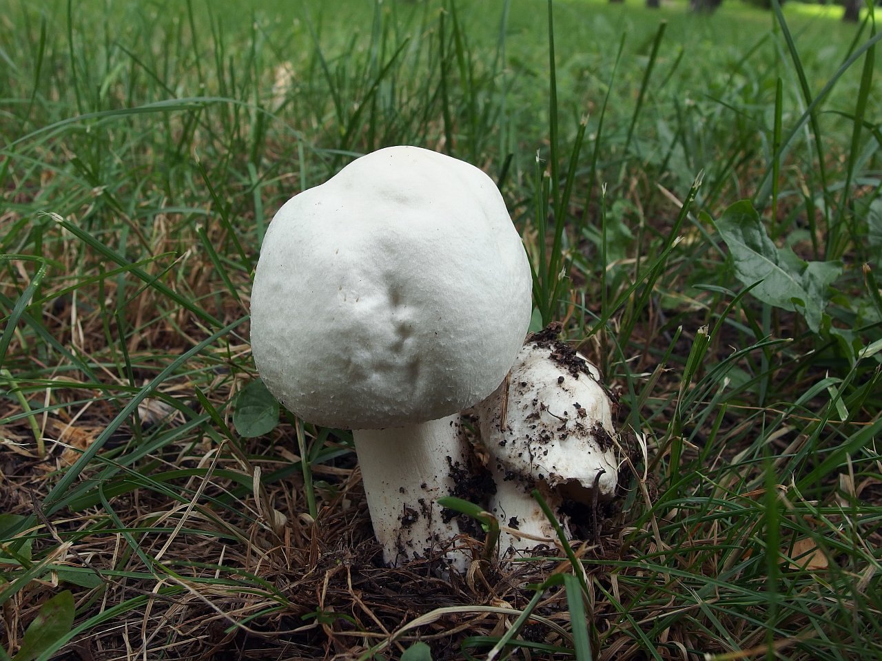 Agaricus arvensis