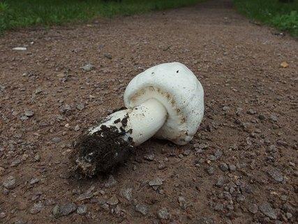 Agaricus arvensis
