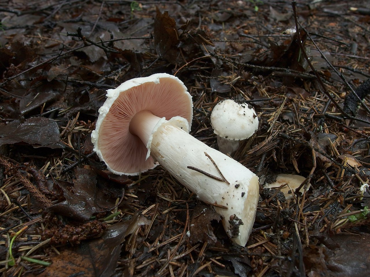 Agaricus cf campestrsis