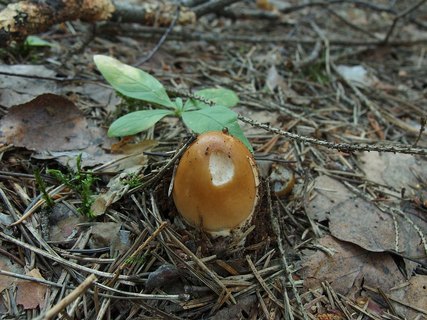 Amanita fulva