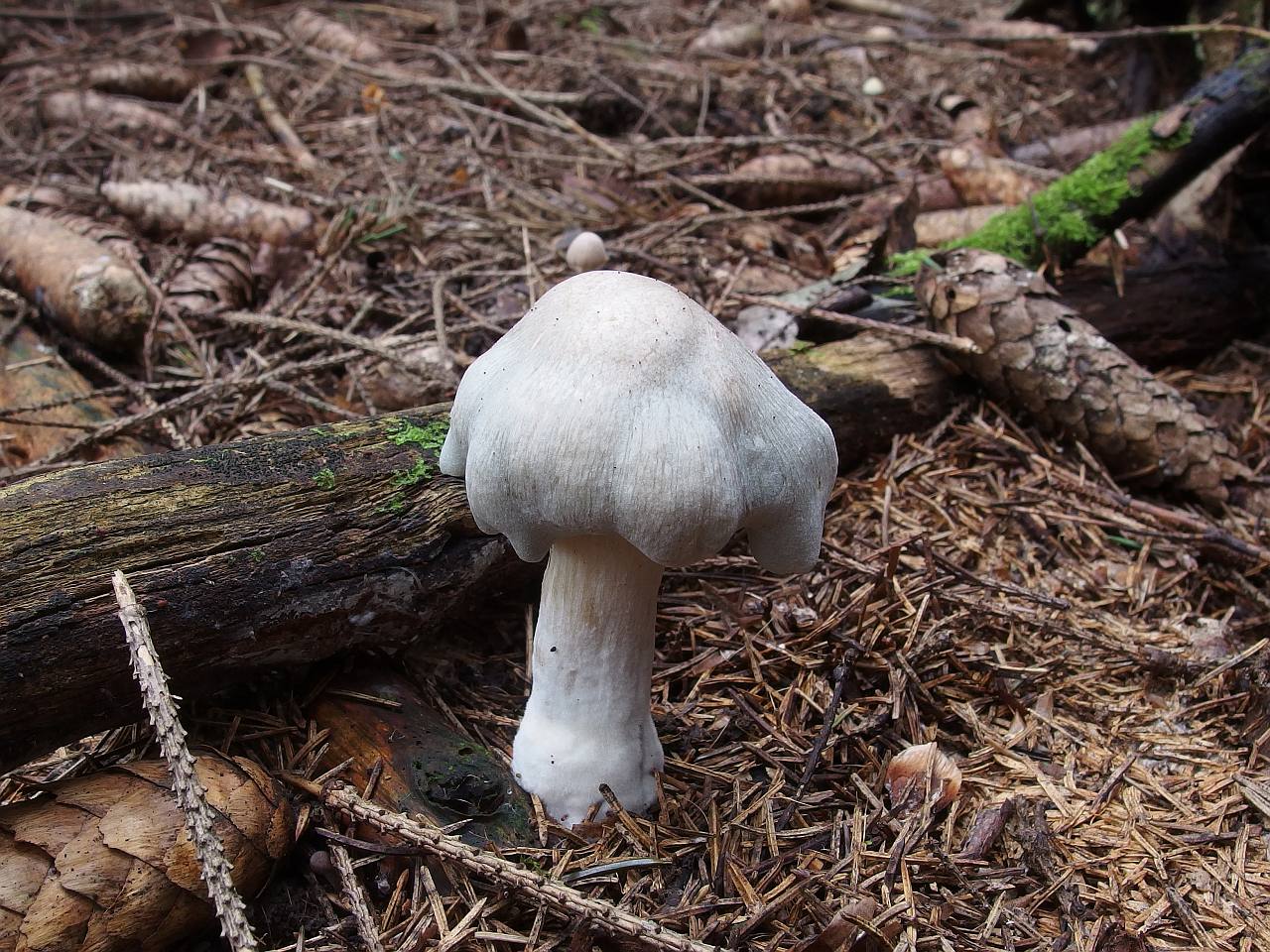 Clitocybe odora