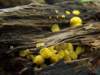 Bisporella citrina