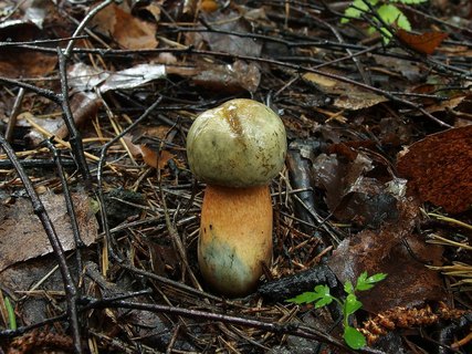 Boletus luridus
