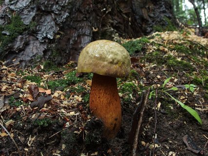 Boletus luridus