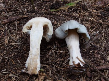 Clitocybe odora