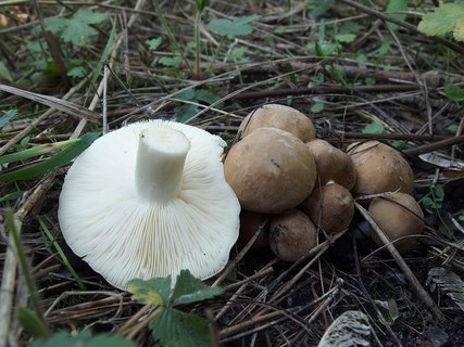Calocybe gambosa