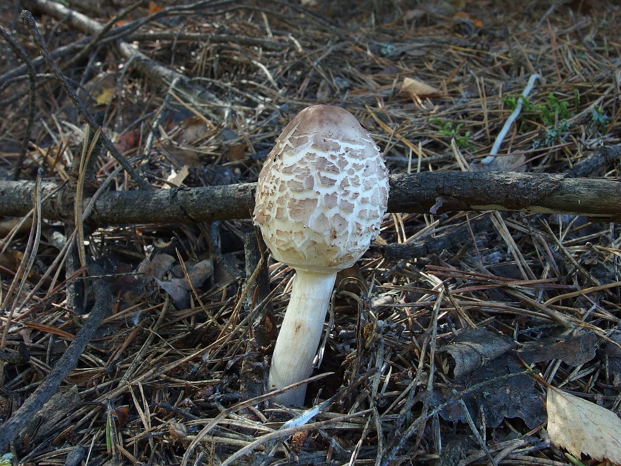 Chlorophyllum rachodes