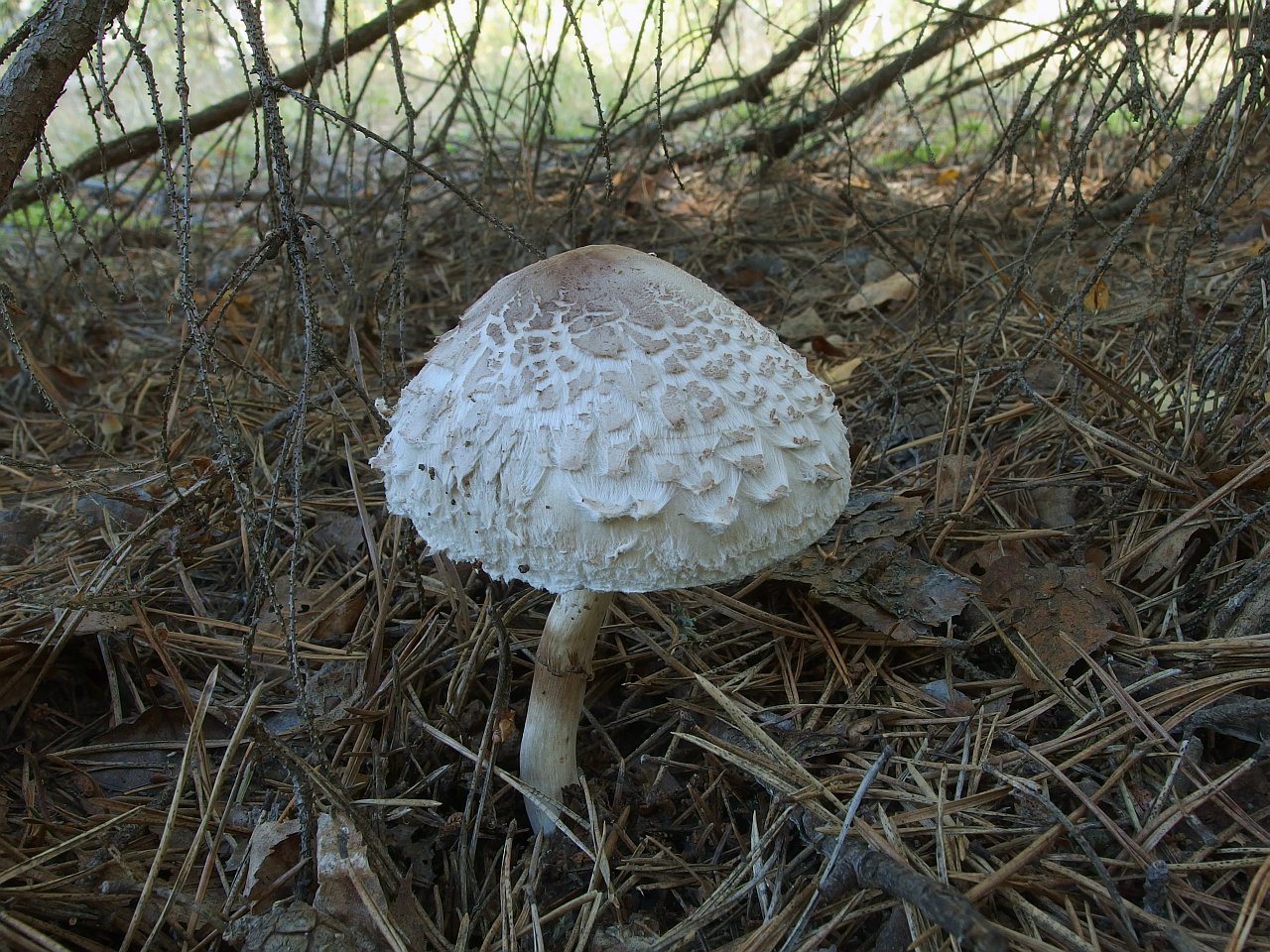Chlorophyllum