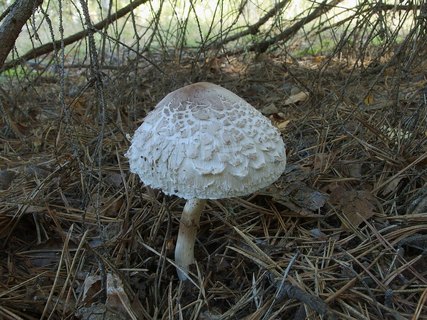 Chlorophyllum rachodes