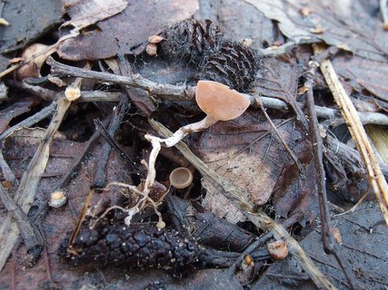 Ciboria amentacea