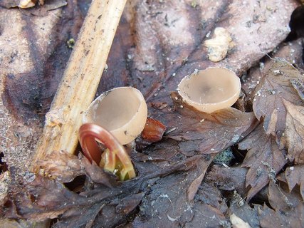 Ciboria amentacea