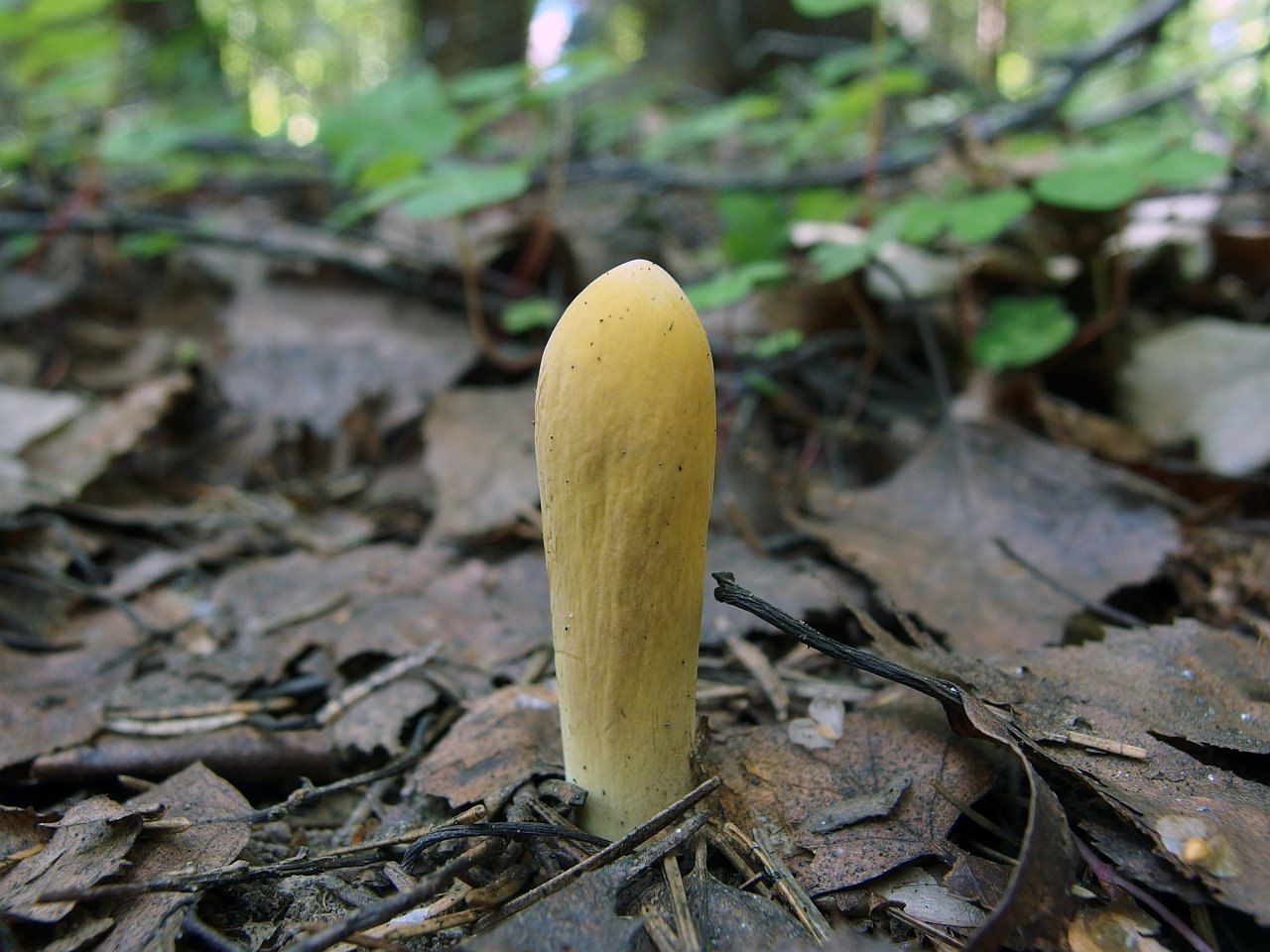 Clavariadelphus pistillaris