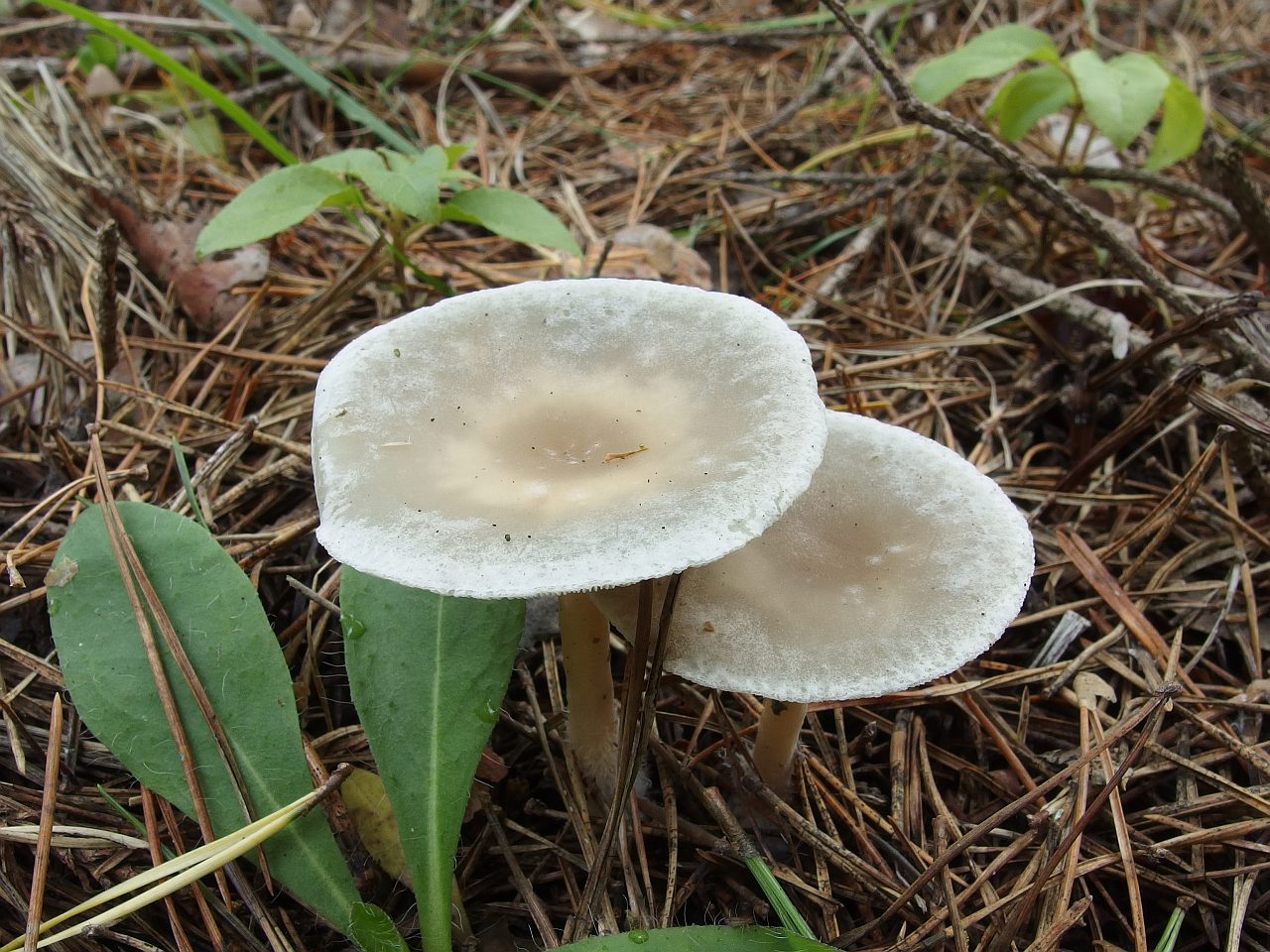 Clitocybe odora