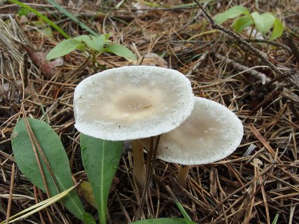 Clitocybe odora