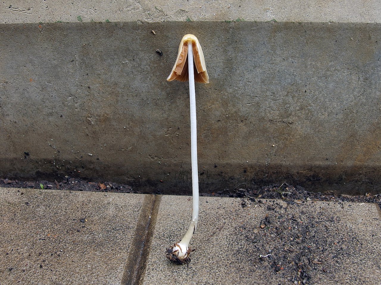 Conocybe apala