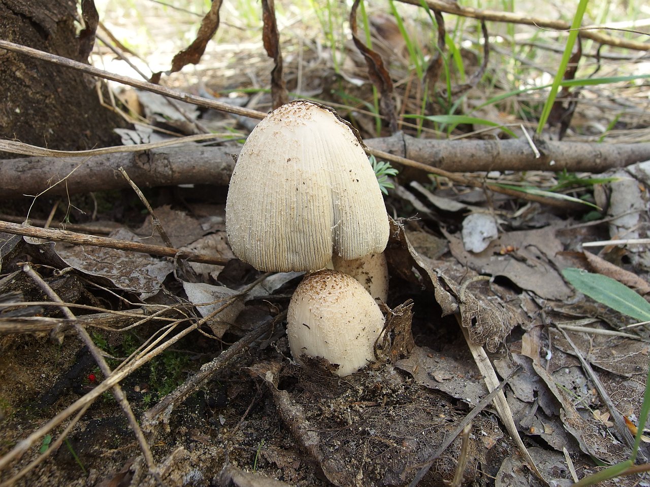 Coprinopsis romagnesiana