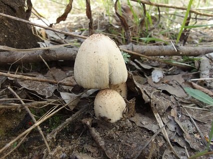 Coprinopsis romagnesiana