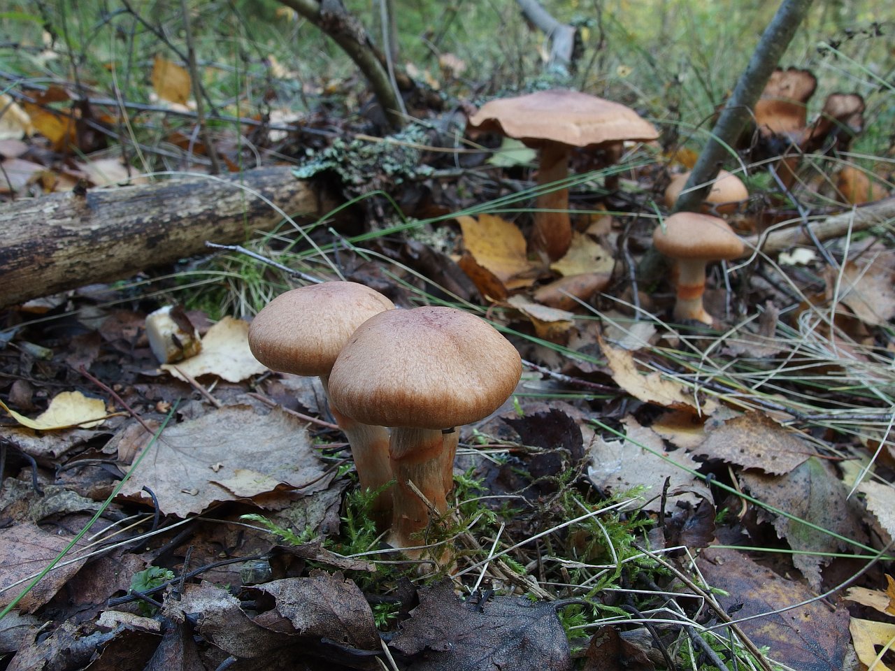 Cortinarius armillatus