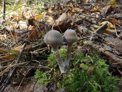 Cortinarius hemitrichus