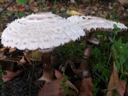 Chlorophyllum brunneum