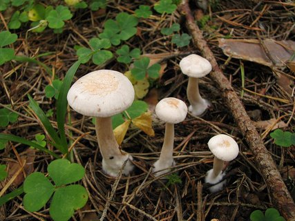 Clitocybe phyllophila