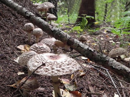 Chlorophyllum rachodes
