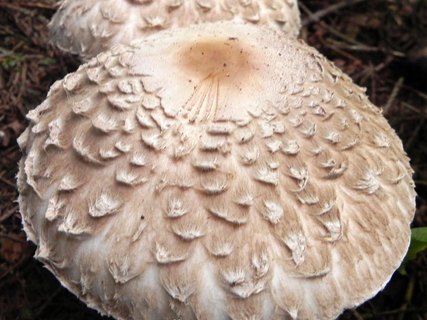 Chlorophyllum rachodes