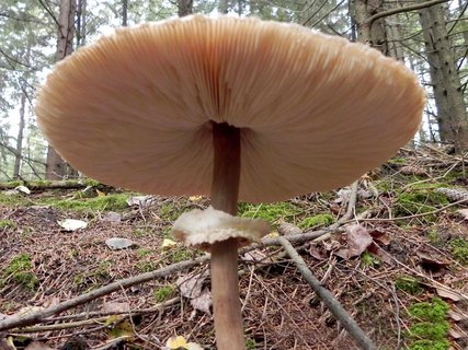 Chlorophyllum rachodes