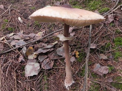 Chlorophyllum rachodes