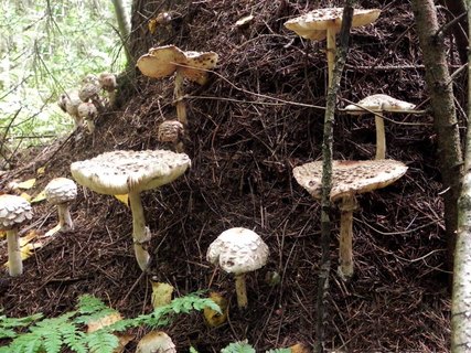 Chlorophyllum rhacodes