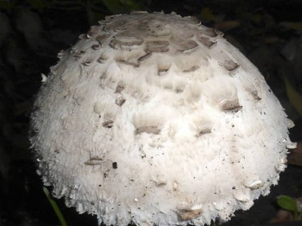 Macrolepiota excoriata