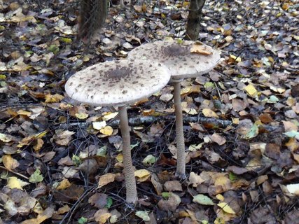Macrolepiota procera