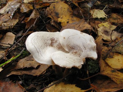 Clitocybe phyllophila