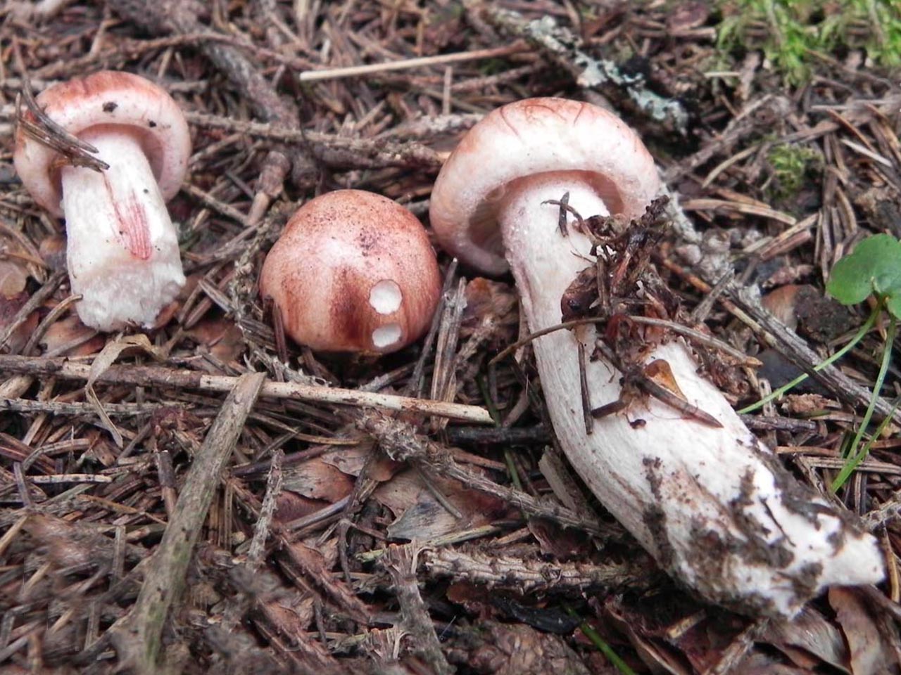 Hygrophorus erubescens