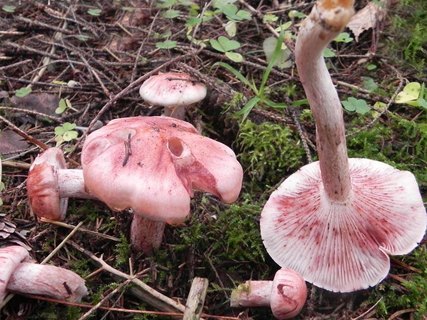 Hygrophorus erubescens