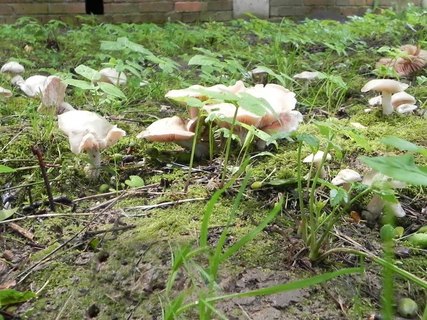 Entoloma clypeatum