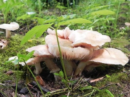Entoloma clypeatum